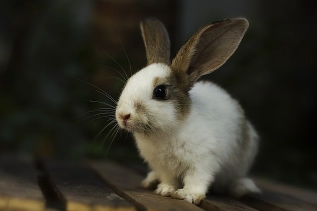 ミニウサギは雑種